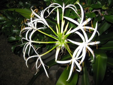 夜のハマユの花