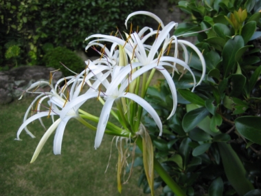 朝のハマユの花