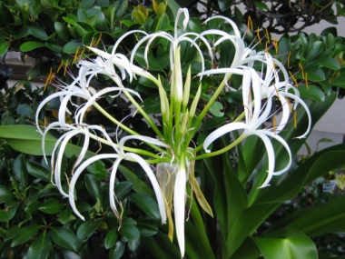 朝のハマユウの花
