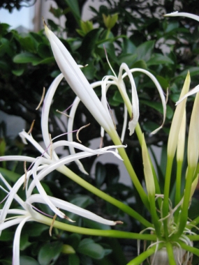 ハマユウの花の蕾