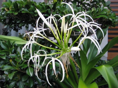 ハマユの花の蕾