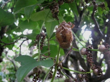 山の芋の茎にぶら下がった空蝉