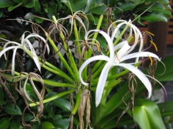 ハマユウの花3