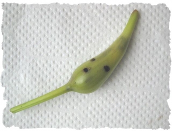 虫が付いた未熟なハマユウの実