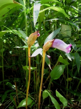 ナンバンギセル