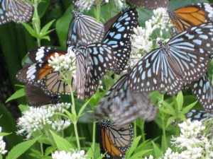 ヨツバヒヨドリバナの蜜を吸う蝶たち3