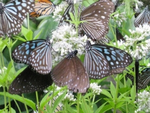 ヨツバヒヨドリバナの蜜を吸う蝶たち5