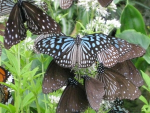 ヨツバヒヨドリバナの蜜を吸う蝶たち7