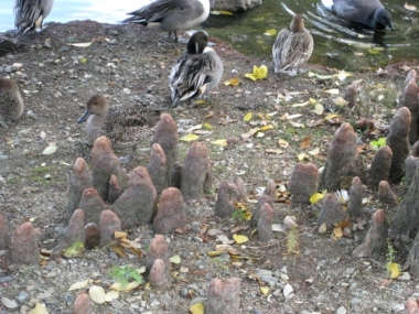 ラクウショウの呼吸根(気根)と水鳥たち-2
