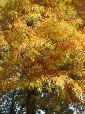 紅葉のラクウショウ