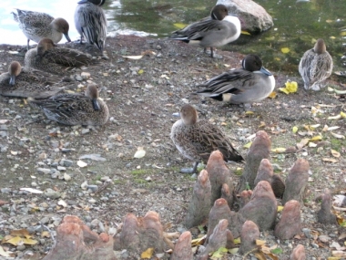 ラクウショウの呼吸根(気根)と水鳥たち-3