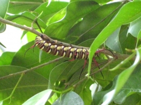 ツマムラサキマダラ幼虫