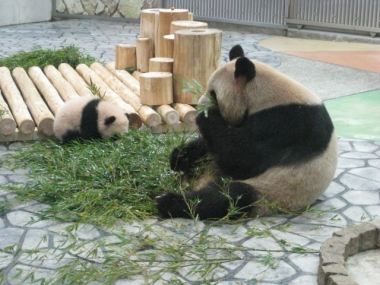 竹・竹の葉を食べるパンダ親子
