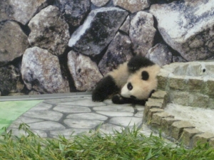 赤ちゃんパンダ優浜