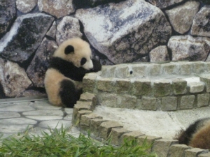 赤ちゃんパンダ優浜