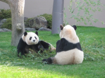 パンダ,愛浜と明浜