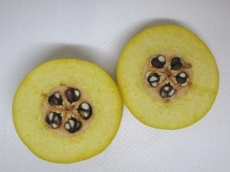 カリンの切り口(断面)