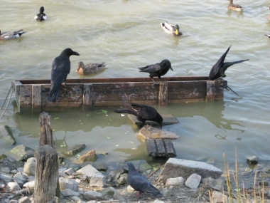 コブハクチョウの餌をついばむカラスたち