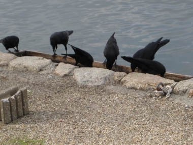 コブハクチョウの餌箱の餌をついばむカラス軍団