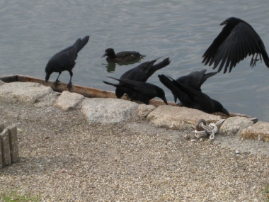 コブハクチョウの餌箱の餌をついばむカラス軍団