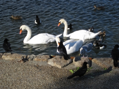 コブハクチョウの餌箱の餌を狙っているカラスたち