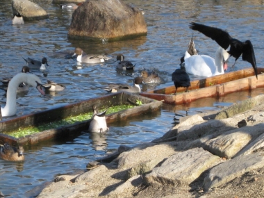 コブハクチョウの餌を狙うカラス