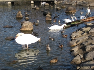 給餌池の水鳥たち