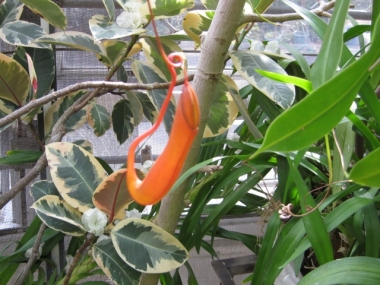 ウツボカズラ捕虫袋,オレンジ色