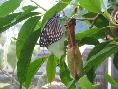 ウツボカズラ捕虫袋,蝶