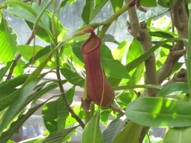 ウツボカズラ捕虫袋