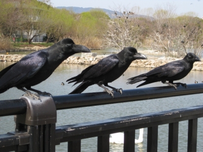 餌を横取りするカラス三兄弟?
