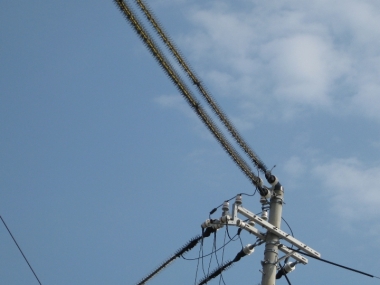 鳥害防止材料をつけられた電柱電線