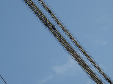 鳥害防止材料がつけられた電線