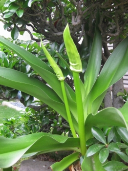ハマユウの蕾2本