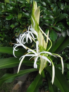 ハマユウの花咲き始め,1