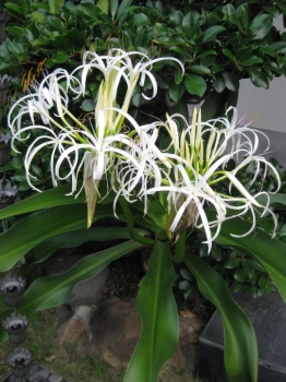 ハマユウの花