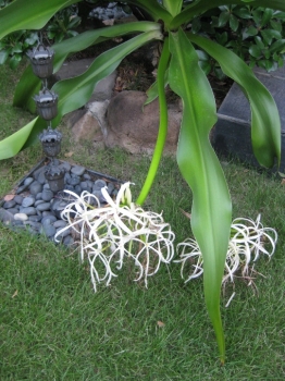 倒れたハマユウの花