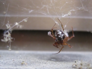 オオヒメグモ獲物をゲットの写真1