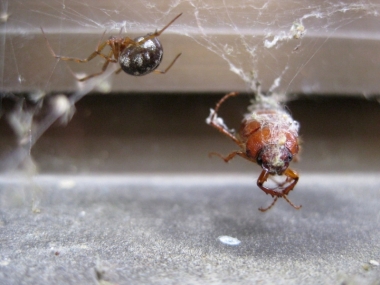 オオヒメグモ獲物をゲットの写真2