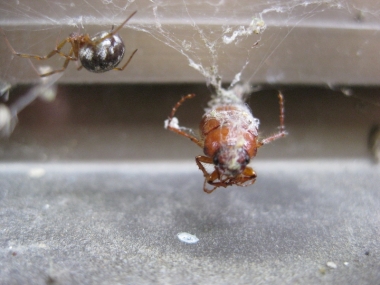 オオヒメグモ獲物をゲットの写真3