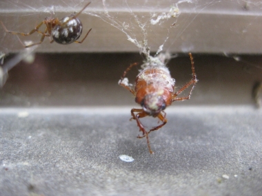 オオヒメグモ獲物をゲットの写真4