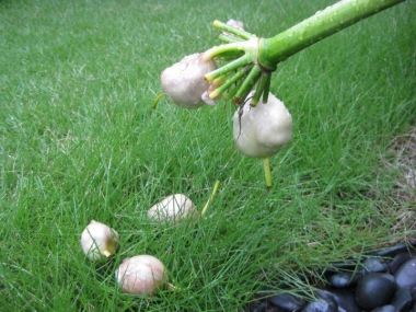 雨にぬれたハマユウの果実