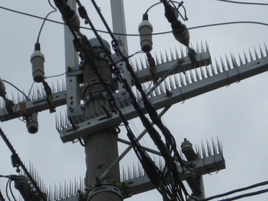 鳥害防止材料電柱・電線に