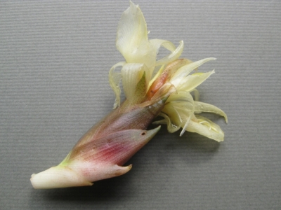 花が咲いたみょうが