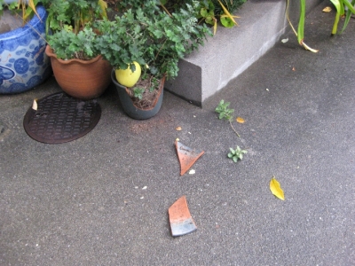 カリンの実が植木鉢に落下