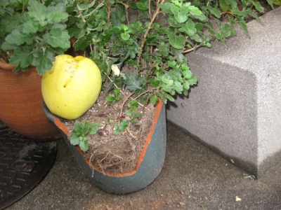カリンの実が植木鉢に直撃