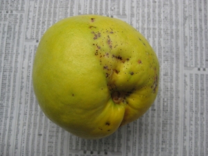 虫の被害で落ちたカリンの実
