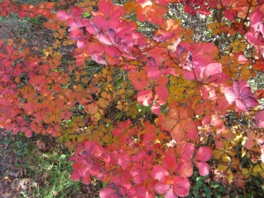 シロヤシオ紅葉