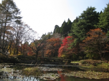 池,西入口紅葉