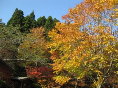 西入口,イヌブナ黄葉,サラサドウダン紅葉